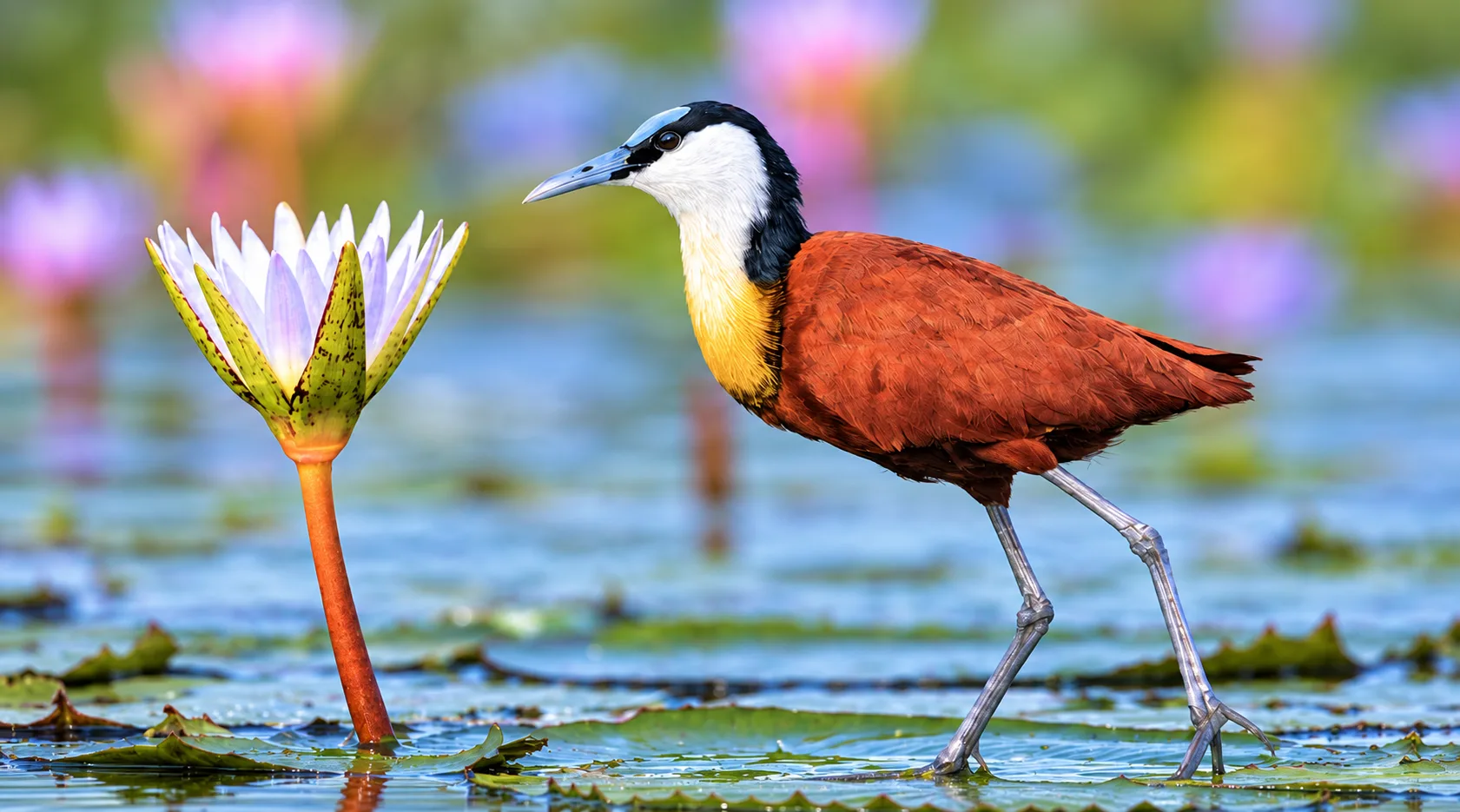 The Beauty of Mathematics in Nature